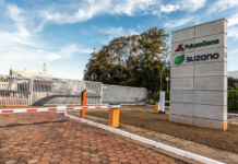 FuturaGene ottiene la prima approvazione al mondo per l’eucalipto modificato geneticamente