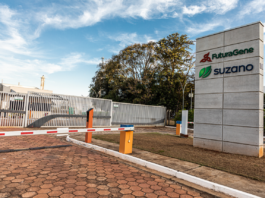 FuturaGene ottiene la prima approvazione al mondo per l’eucalipto modificato geneticamente