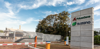 FuturaGene ottiene la prima approvazione al mondo per l’eucalipto modificato geneticamente