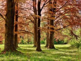 Stora Enso annuncia il management della nuova società dedicata agli asset forestali