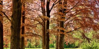 Stora Enso annuncia il management della nuova società dedicata agli asset forestali